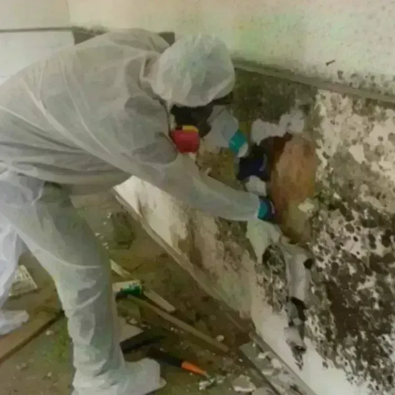 Mold Remediation and Removal in Billings, MT